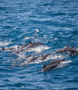 Dolphin Coast